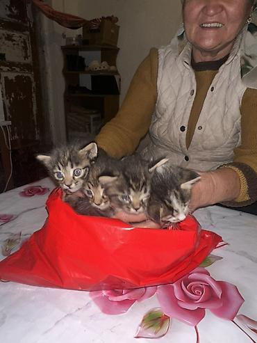 Үй жаныбарлары: Котята, помет из 4 малышей. Описание: - Окрас: классический тигровый — 3