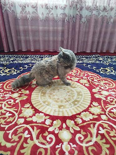 Ковры и паласы: Ковер Полиэстер — 1