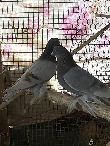 Другое мясо птицы: Домашние голуби декоративных пород. Особенности: - Пушистые оперённые — 5