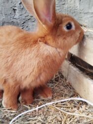 Dovşanlar: Temiz Burgun balalar. var satiwda diwi ve erkey 1 erkey 2 diwi — 5