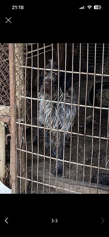 сколько стоит кошка вислоухая: Щенок с жесткой шерстью, окрас «соль с перцем» с темной маской — 7