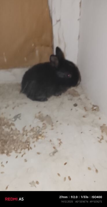 Gəmiricilər: Salam dovşan balaları satılır. Sevdiklərinizi yeni ilde sevindirmək — 12