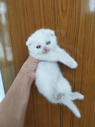кот в добрые руки: Самка, В добрые руки