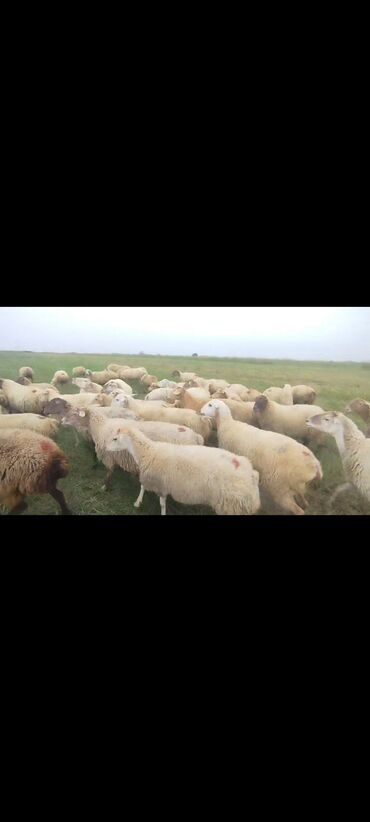 Qoyunlar, qoçlar: Dişi, il: 1, 50 kq, Damazlıq, Ünvandan götürmə — 9