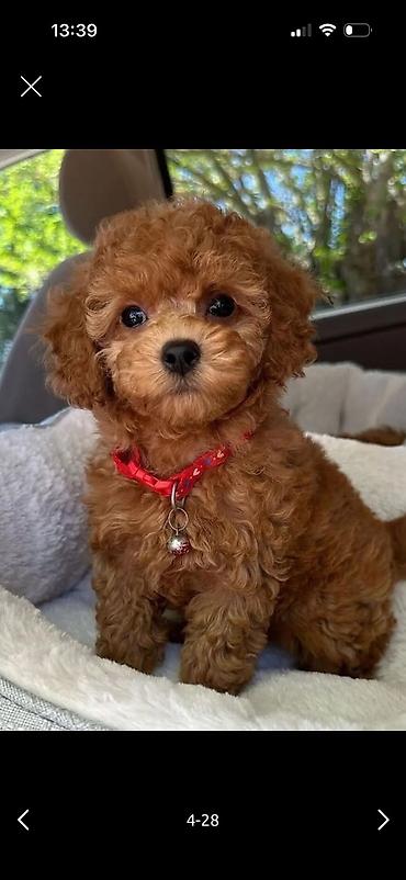 Məhsul: Toy pudel balaları Xüsusiyyətlər: - Cins: Toy Poodle (oyuncaq