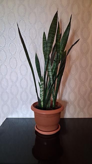 epimedium bitkisi satisi: Satılır: Ev/ofis üçün dekorativ otaq bitkiləri kolleksiyası - — 7