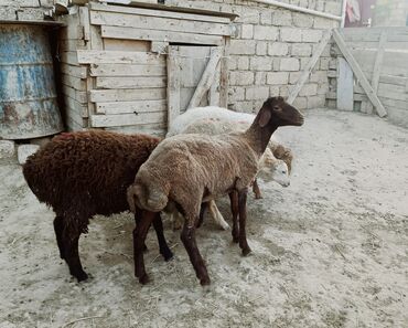 körpə quzu: Quzu, Erkək, Qala, ay: 1, 26 kq, Damazlıq, Ətlik, Ünvandan götürmə, Ödənişli çatdırılma