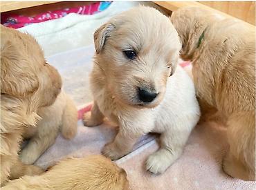 İtlər: Labrador-retriver, 1 ay, Erkek — 23