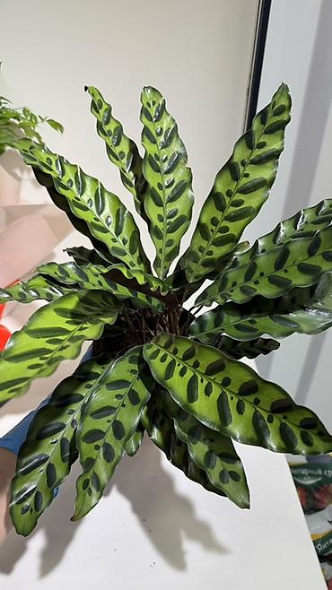 Другие комнатные растения: Комнатные растения в горшках-декоративнолиственные и цветущие виды. В — 13
