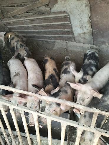 Satılır: donuz cowaqlari diri çekisi 35+40 kiloy tam sağlamdı diri lalafo.az -da Satılır: donuz cowaqlari diri çekisi 35+40 kiloy tam sağlamdı diri