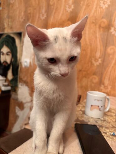 вислоухий кот цена: Türk anqora, Erkək, Dişi, Yaxşı əllərə, Ünvandan götürmə