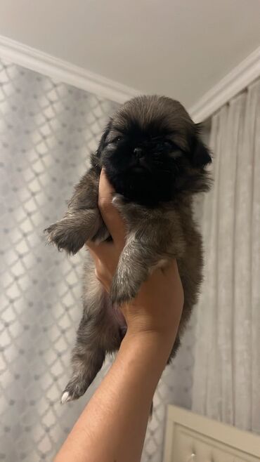 Akvariumlar: Pekines, 1 ay, Dişi, Peyvəndli