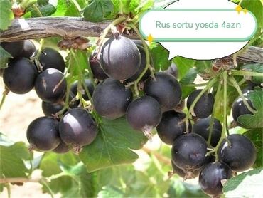 Şitillər: Salam Güllər Rusiyada gelib xarici gülldü nömrədə whatsapp var — 29