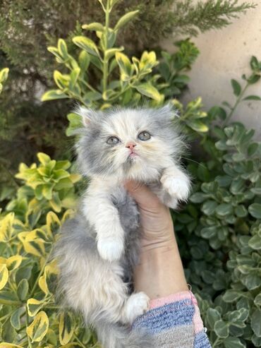 Pişiklər: Fars -da lalafo.az — 5 Pişiklər: Fars — 5