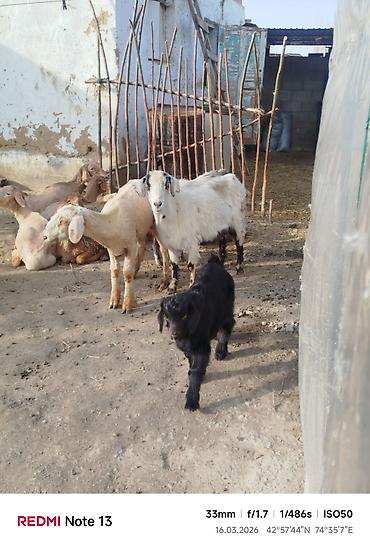 Козы, козлы: Продаю | Коза (самка) | Для молока — 10