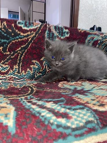 Отдам даром кошку: Кошка бесплатна 🐈🐈‍⬛ Адрес-Акжар — 3