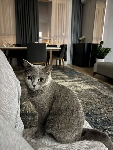 кошка с разными глазами: Британская короткошёрстная, 8 месяцев, Мальчик, Серый, Приучена к лотку, Проглистована, С прививками