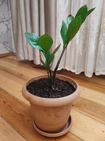 dibcək gul: Zamiokulkas (ZZ plant) – dekorativ ev bitkisi - Növ: Zamioculcas — 3