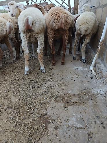 toyuq can eti: Salam kök quzular çəpişlər satılır isdəyən olsa kəsib ətində verirəm — 2