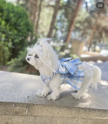 İtlər: Malta bolonka, 1 ay, Erkek -da lalafo.az — 12 İtlər: Malta bolonka, 1 ay, Erkek — 12