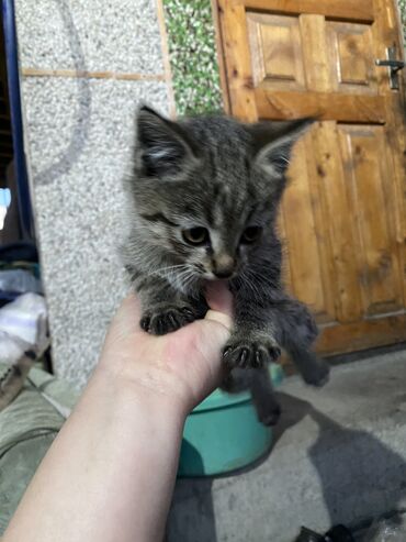 котята город ош: 1 месяц, Девочка, Приучена к лотку