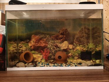 Akvarium aksessuar və ləvazimatları: Akvaryum içində panda baplığı 6 ədəd 2 ədəd xərçəng filtiri verilmir