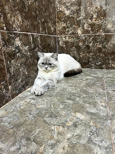 Pişiklər: Britan -da lalafo.az — 4 Pişiklər: Britan — 4