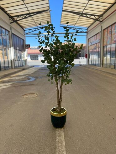 Otaq bitkiləri: Asma saksıda dekorativ yaşıl bitki - Ağ rəngli asma plastik saksı -da lalafo.az — 48 Otaq bitkiləri: Asma saksıda dekorativ yaşıl bitki - Ağ rəngli asma plastik saksı — 48