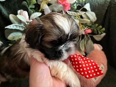 Psi: Prelepi Shih Tzu štenci iz registrovane FCI/KSS odgajivačnice „Moon — 11