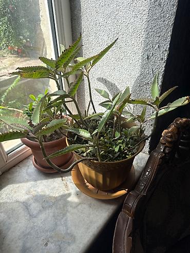 nokia yarpaq: Kalanxoe (Bryophyllum daigremontianum – “uşaqlı kaktus”) – saksıda — 2