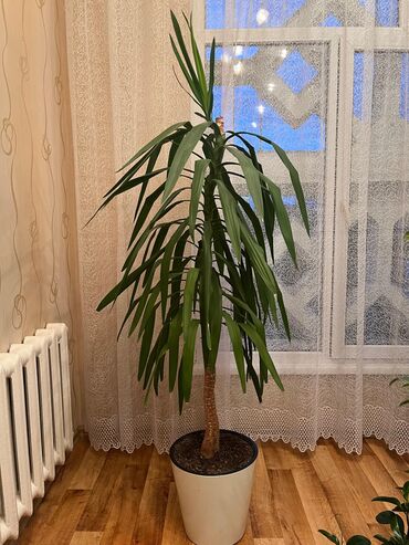 карлик кочот: Продается пальма Юкка! Хочется украсить дом зеленью? Эта пальма