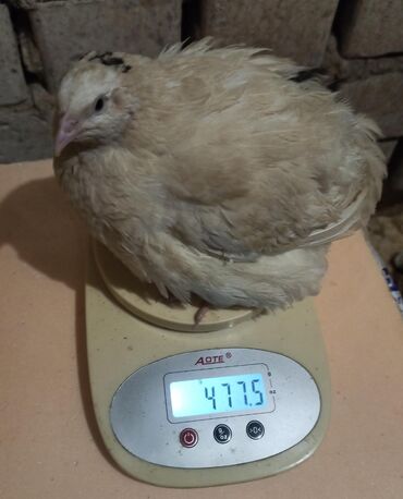весы для животных: Продаю | Цыплята