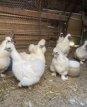 Куры, петухи: Продаю | Петух, Куры at lalafo.kg — 10 Куры, петухи: Продаю | Петух, Куры — 10