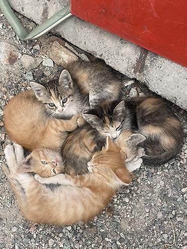 Үй жаныбарлары: Котята, помёт из нескольких малышей разной окраски: - рыжие и кремовые — 1