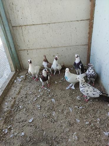 bulbul quşu satışı: Salam 8 ədəd tutulma, sağlam quşlardır. Hamısı 35 AZN Əbreş ərkey — 10