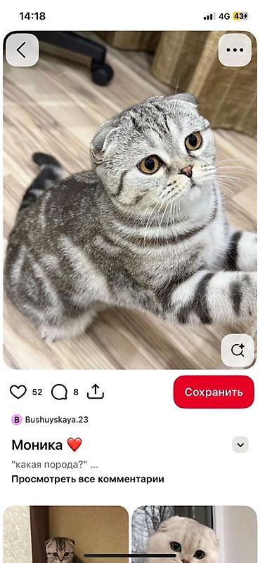 ххх с животным: Шотландские вислоухие кошки (Scottish Fold) — — 2