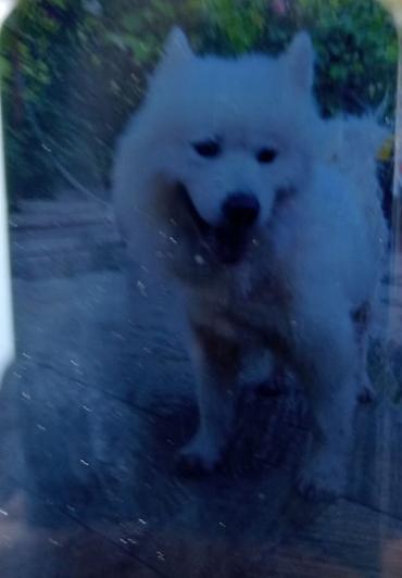 samoyed satılır: Samoyed, 1 il, Erkək, Peyvəndli — 2