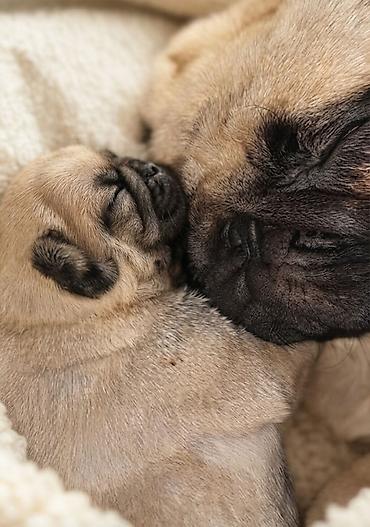 шпиц щенок цена: Открыта ранее бронирование малышей🐾 Чистопородный Мопсы.👑 Родителей с — 5