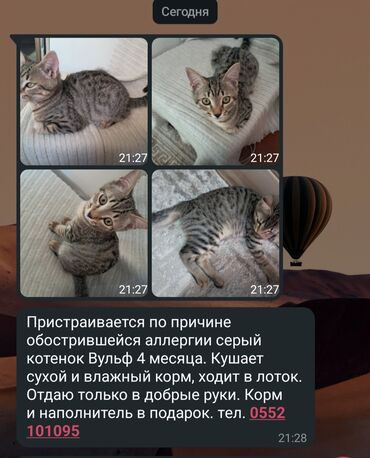 строй материалы даром: Отдаем котенка в хорошие руки срочно гэс-2