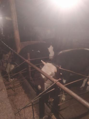 Inəklər, öküzlər: Inəklər, öküzlər — 3