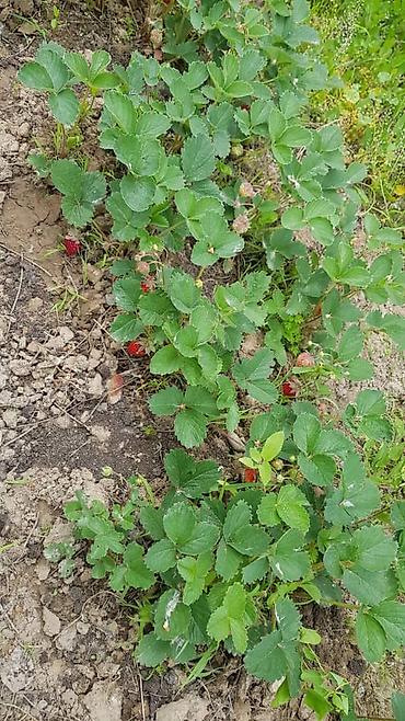 Продажа участков: 100 соток, Для бизнеса, Договор купли-продажи at lalafo.kg — 7 Продажа участков: 100 соток, Для бизнеса, Договор купли-продажи — 7