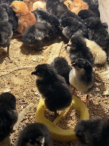 brama toyuqları: Temiz qan avstrolop cücələri satılır. 7 gunluk. Mayalidir. Qiymet 2 — 3