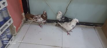 Göyərçinlər: Salam ağgöz irançili və qaraçil