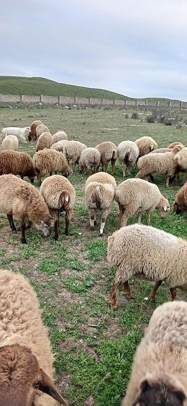 Qoyunlar, qoçlar: Erkək, il: 5, 30 kq, Ətlik, Ödənişli çatdırılma — 5