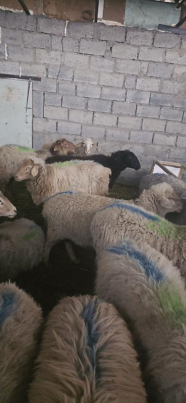 режу барана: Продаю | Овца (самка), Баран (самец) — 2