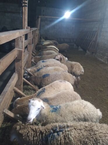 bmw 3 серия 330xd at: Qoyun sürüsü – ətlik və damazlıq üçün - Növ: yerli cins qarışığı (ağ
