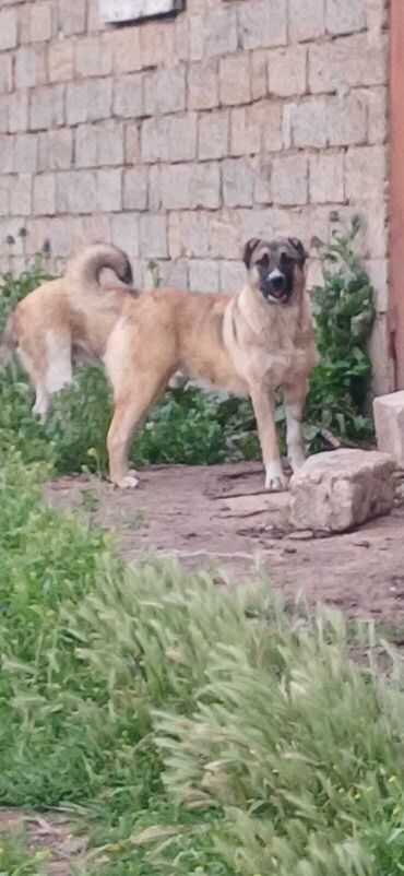 İtlər: Kanqal, 8 ay, Dişi, Peyvəndli, Ödənişli çatdırılma