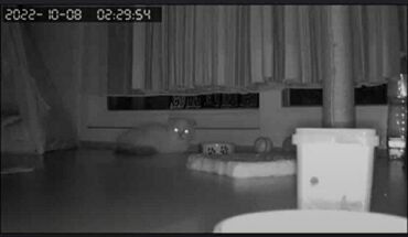 Videomüşahidə: 🔸Original HISEEPU brendi olan Wifi PTZ smart ip kamera 📽️KAMERANIN — 13