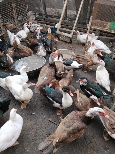 купить домик для кошки недорого: Мускусные утки (индоутки), крупное поголовье разноцветных окрасов. -