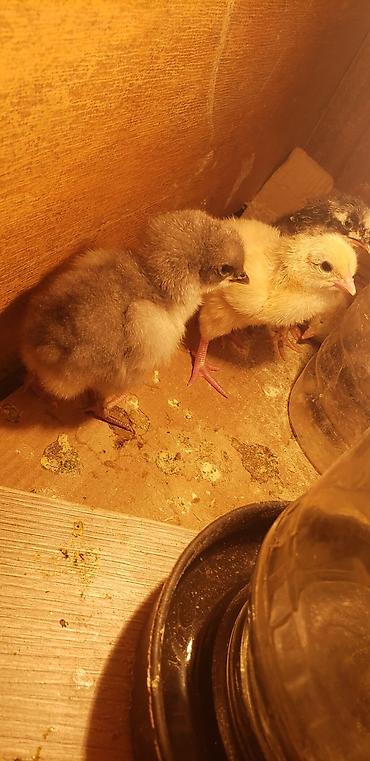 Куры, петухи: Продаю | Цыплята | Для разведения — 11